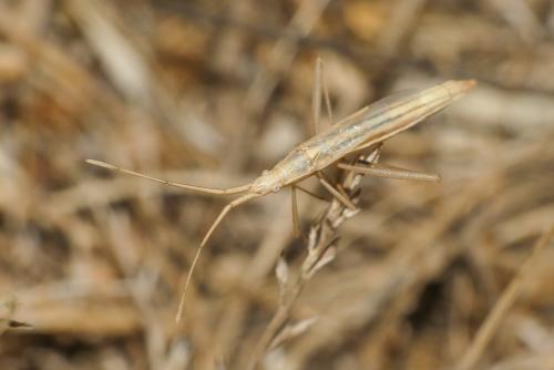 Chorosoma schillingii